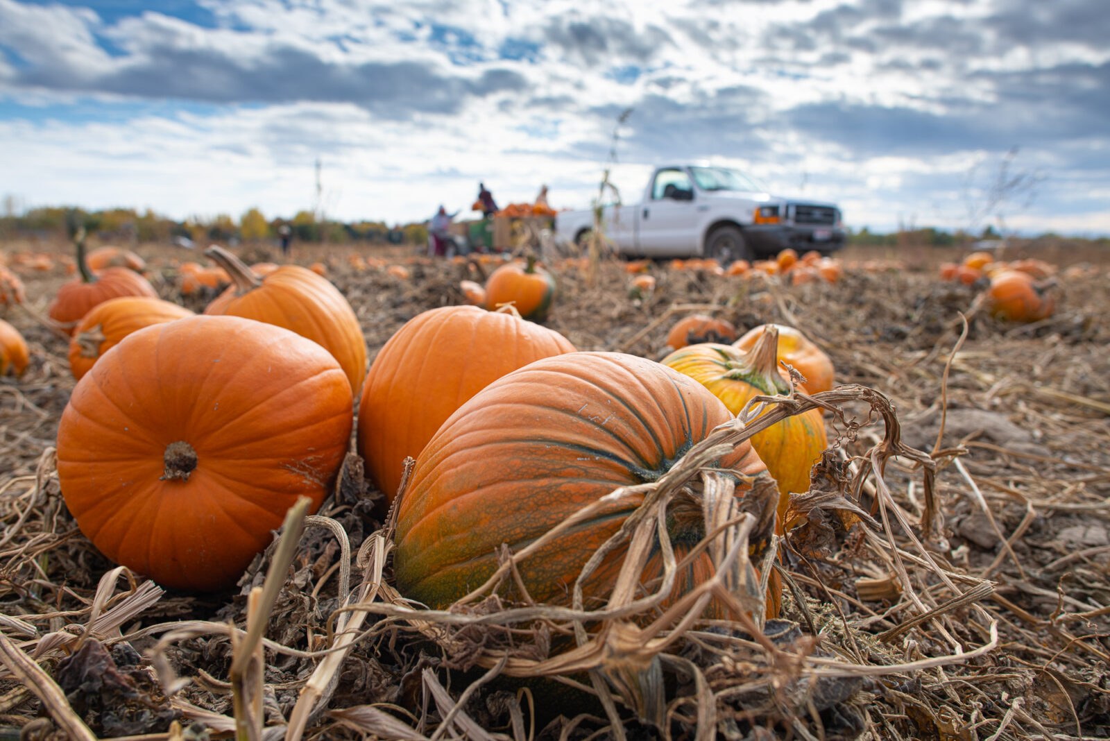Wissel Farms pumpkins