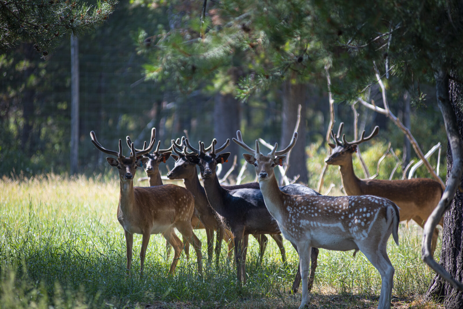 FarmRaised Meat Guide Deer & Elk Idaho Preferred
