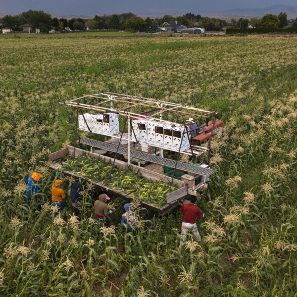Field workers in the field
