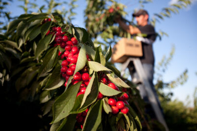 U-Pick Cherries