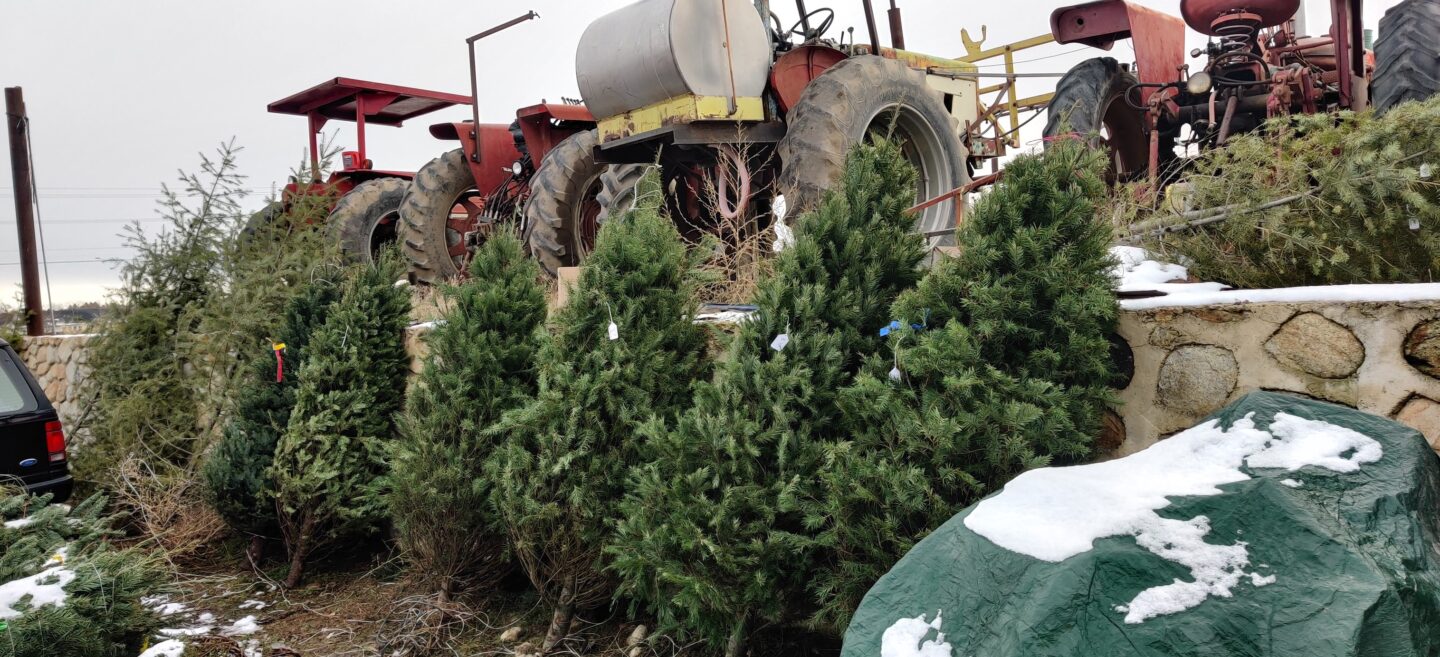 Christmas Trees Idaho Preferred
