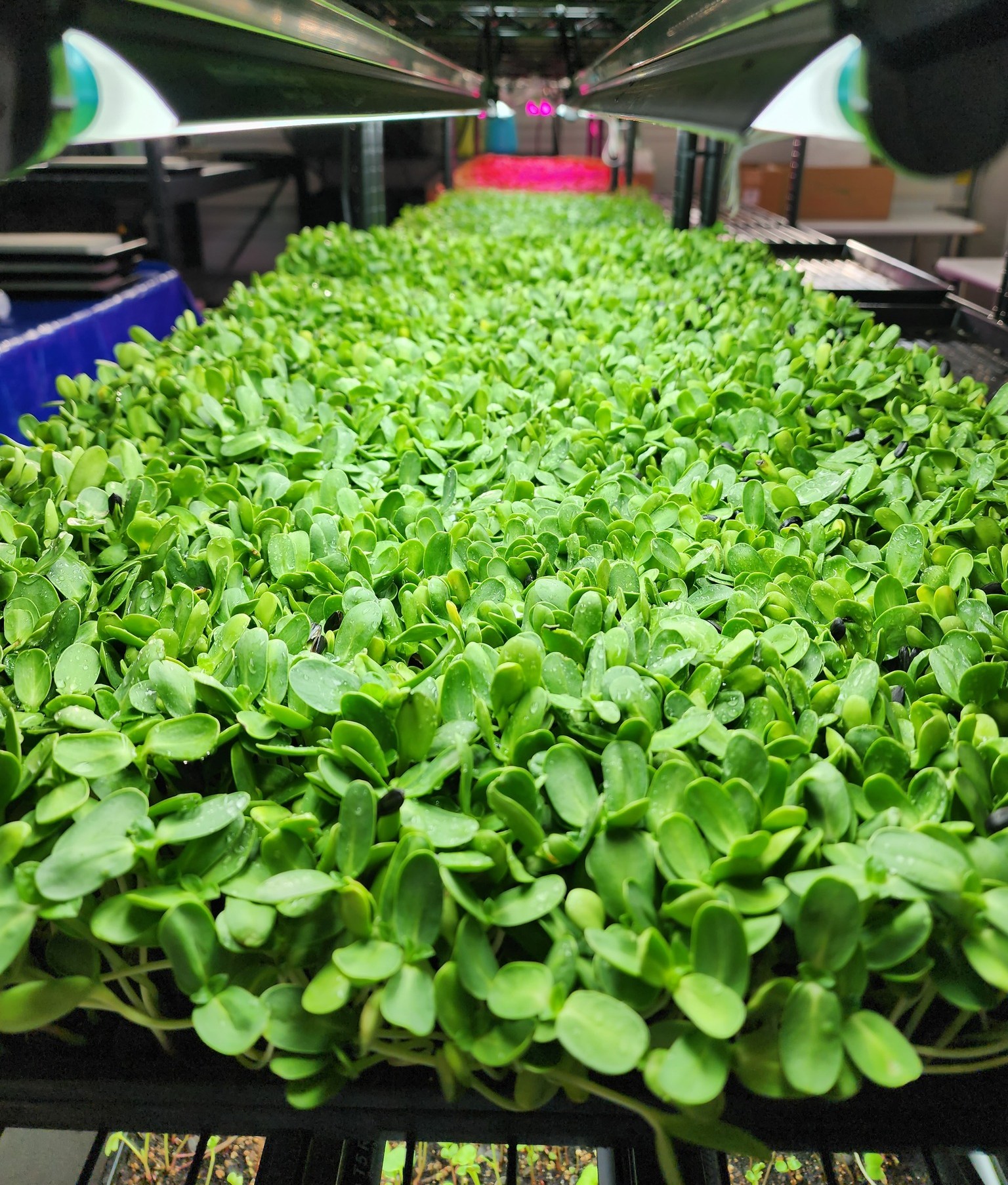 7+ Microgreen Farmers Near Me Farmer's Microgreens | Idaho Preferred