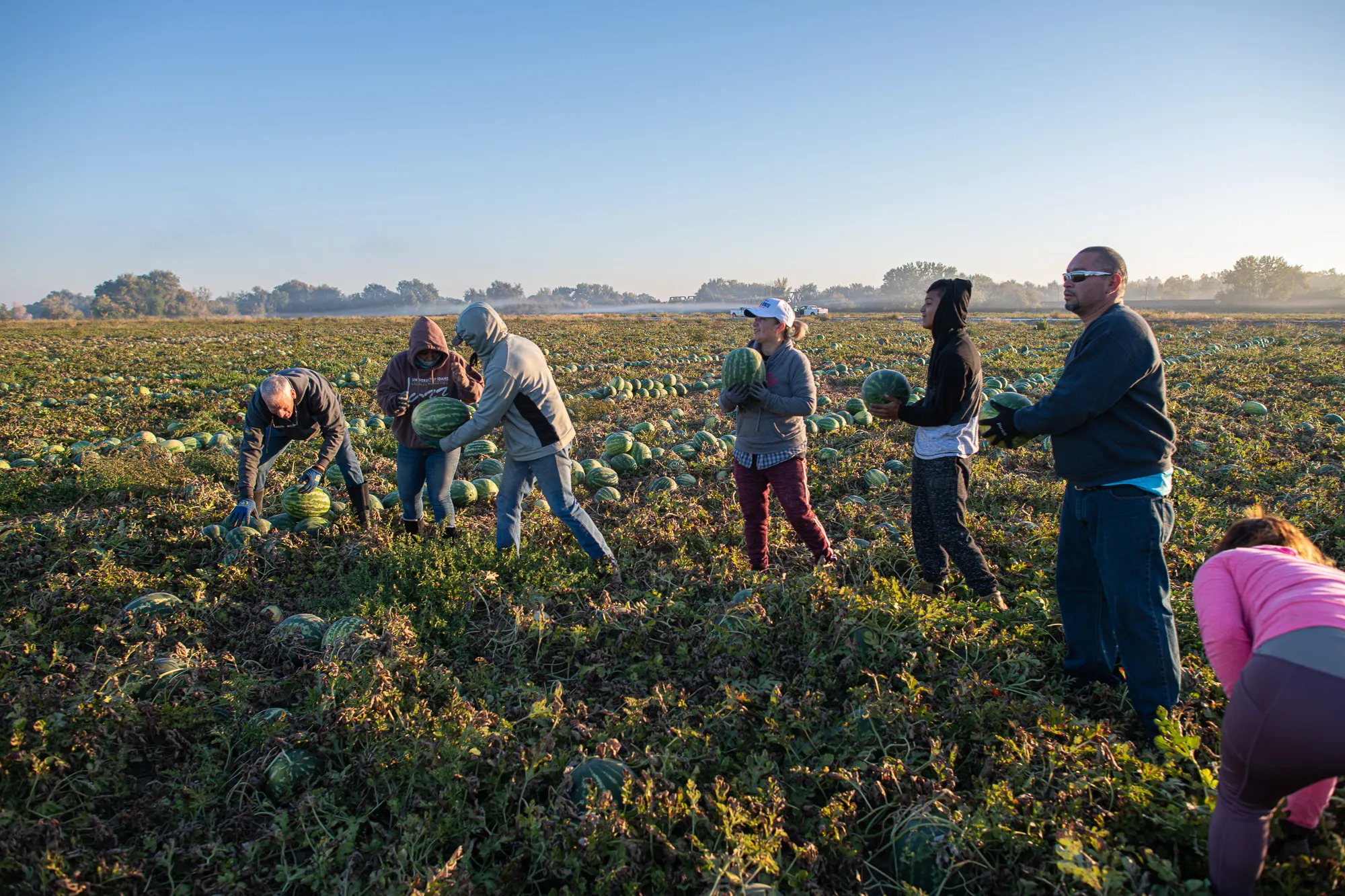 Group of field workers hravesting watermelon