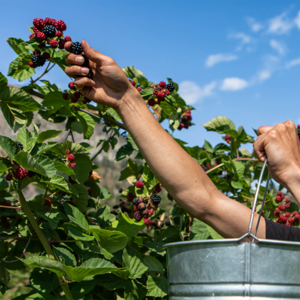 Hand picking berries