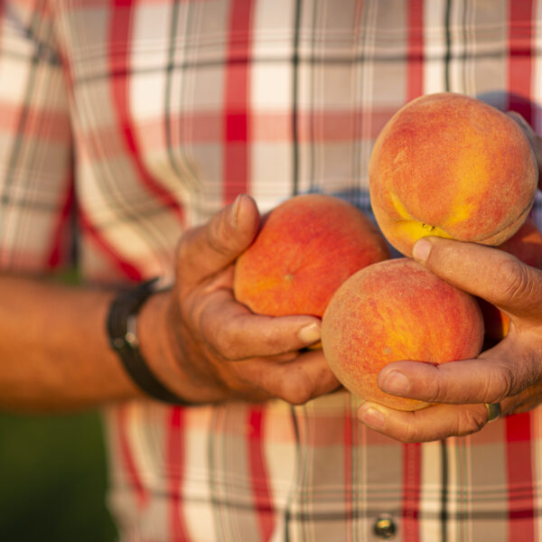 Gary Garrett holds ripe peaches