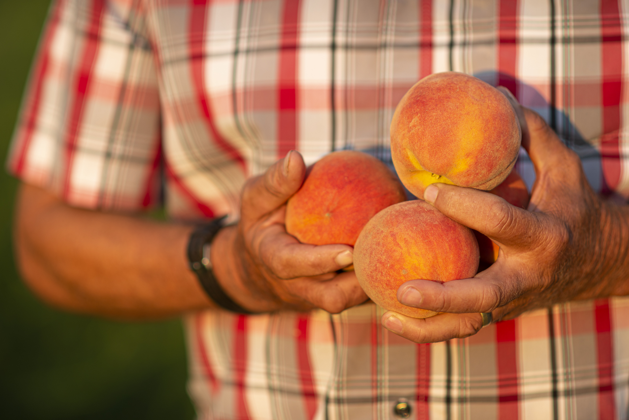 Gary Garrett holds ripe peaches